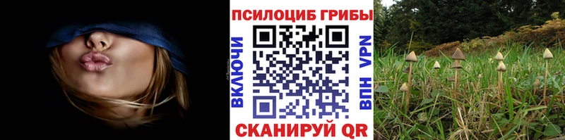 купить наркотики цена  Кочубеевское  Галлюциногенные грибы GOLDEN TEACHER 