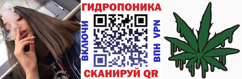Конопля MAZAR  Кочубеевское 
